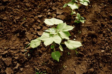 Hindistan 'da yeşil pamuk tarlası