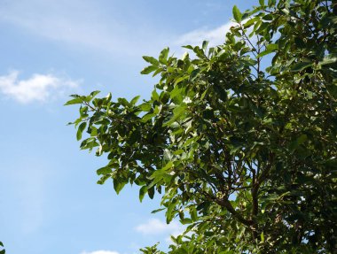 Gökyüzünde bulut oluşumu, bulutlu mavi arkaplan.