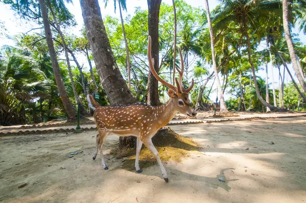 Ross Adası, Andaman ve Nicobar 'da benekli geyik.