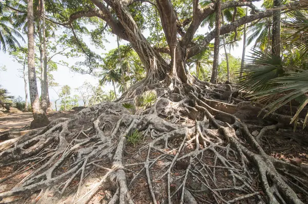 Velmi Starý Banyan Strom Krásnými Šířícími Kořeny Ross Island Andaman — Stock fotografie