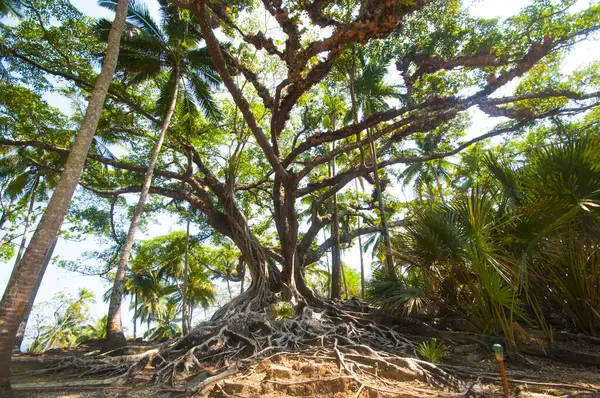 Velmi Starý Banyan Strom Krásnými Šířícími Kořeny Ross Island Andaman — Stock fotografie