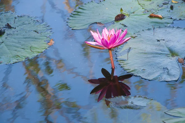 pembe lotus çiçeği veya gölet üzerinde çiçek açmış nilüfer çiçekleri