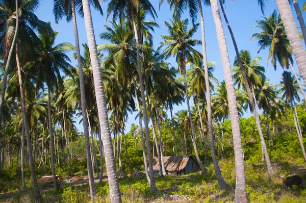 Krásné Kokosové Palmy Farma — Stock fotografie