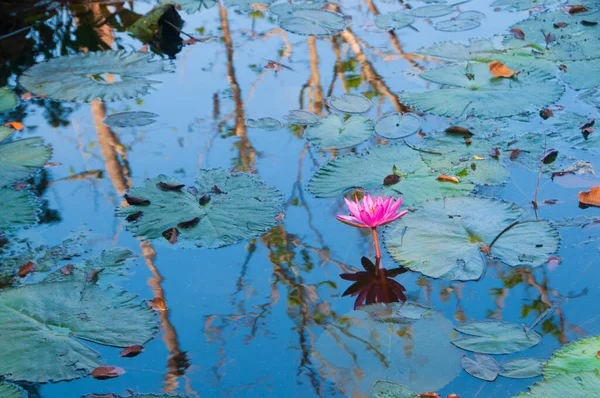 Pink Lotus Blossoms Water Lily Flowers Blooming Pond — Stock Photo, Image