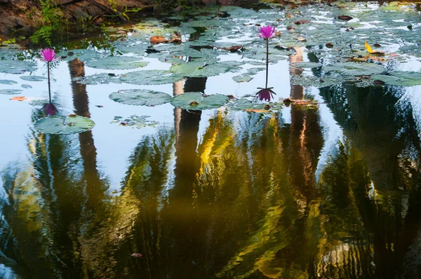 Pembe Lotus Çiçeği Veya Gölet Üzerinde Çiçek Açmış Nilüfer Çiçekleri — Stok fotoğraf