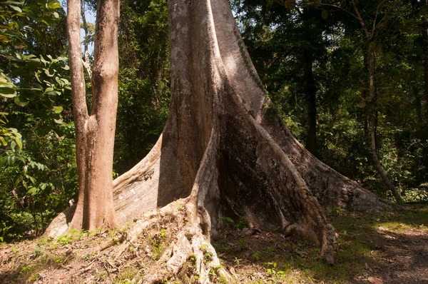 Природний Фон Лісі — стокове фото