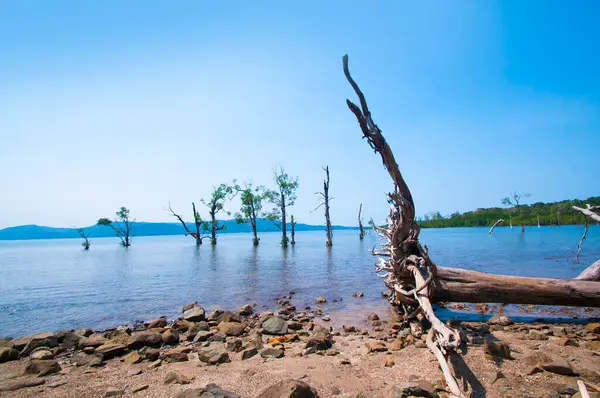 Красивое Дерево Лежащее Пляже Андаманские Никобарские Острова — стоковое фото