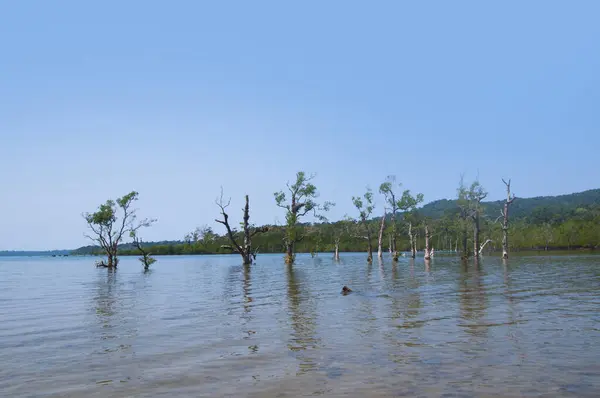 Muhteşem bir sahil manzarası, deniz suyunda güzel bir ağaç, Andaman & Nicobar Adaları.