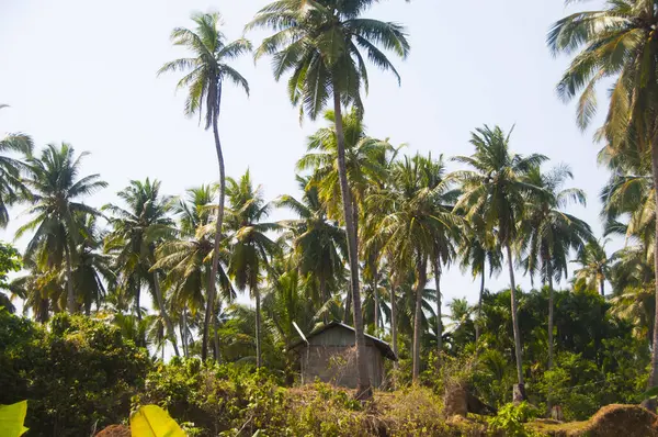 Güzel hindistan cevizi palmiyesi çiftliği