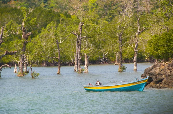 Pemandangan Indah Pantai Pohon Yang Indah Laut Andaman Nicobar Islands — Stok Foto