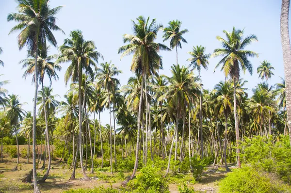 Красива Ферма Кокосових Пальм — стокове фото