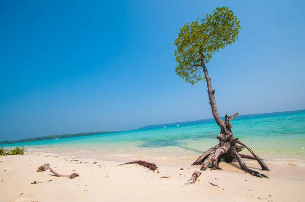 Alberi Mangrovie Sulla Spiaggia Vijaynagar Isola Havelock Andaman Nicobar India — Foto Stock