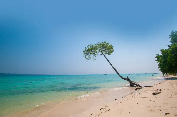 Havelock Adası, Andaman ve Nicobar, Hindistan Vijaynagar kumsalda mangrov ağaca