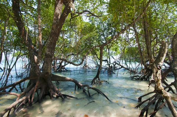 Nádherný Výhled Havelock Island Beach Krásný Strom Mořské Vodě Andaman — Stock fotografie