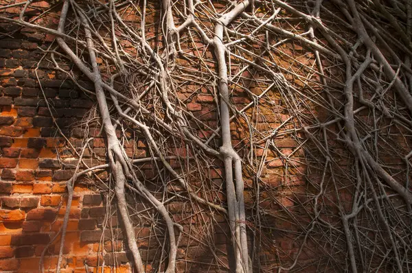 Andaman ve Nicobar Adaları 'ndaki Ross Adası' nda İngilizlerin kullandığı terk edilmiş ve harap bir ev.