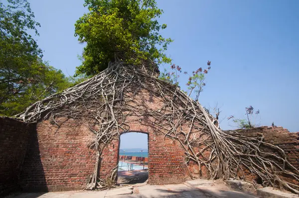Terk edilmiş koloni mimarisi Ross Adası, Andaman ve Nicobar takımadalarında büyük ağaç kökleri ile kaplıydı.