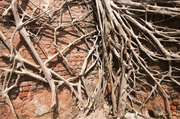 Eski ağaç kökleri duvarlarla kaplı. Soyut Arkaplan