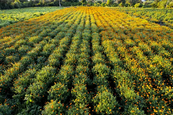 Aerial view of a marigold field, India.