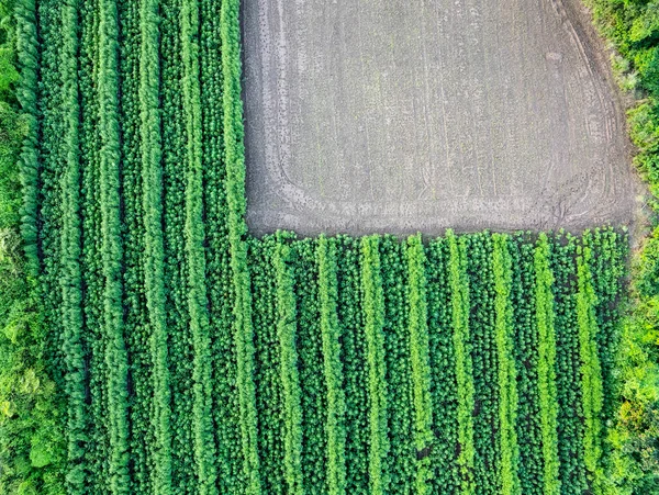Aerial View Agriculture Field India — Stock Photo, Image