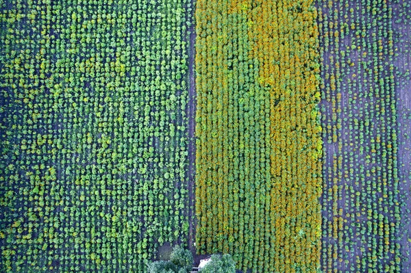 Luftaufnahme Eines Ringelblumenfeldes Indien — Stockfoto