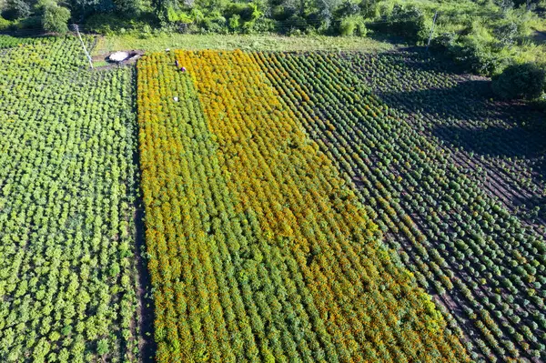 Aerial view of a marigold field, India.