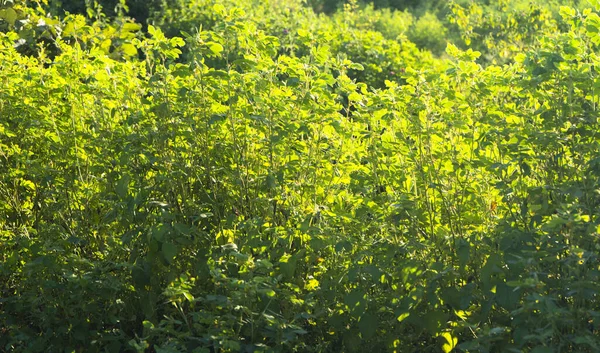 Bitki yeşilinin arkaplanı.