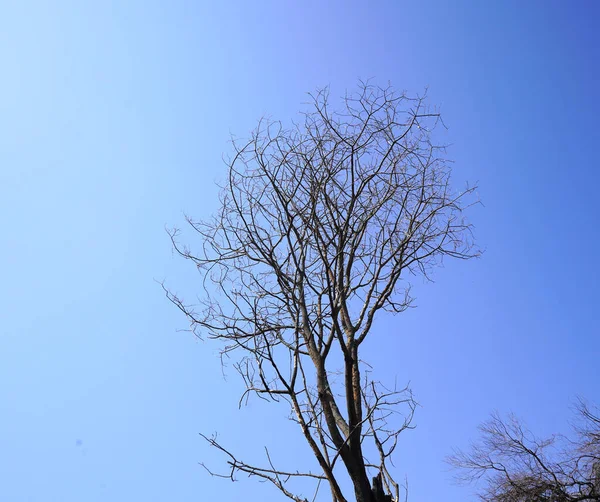 Trees Blue Sky Background — Stock Photo, Image