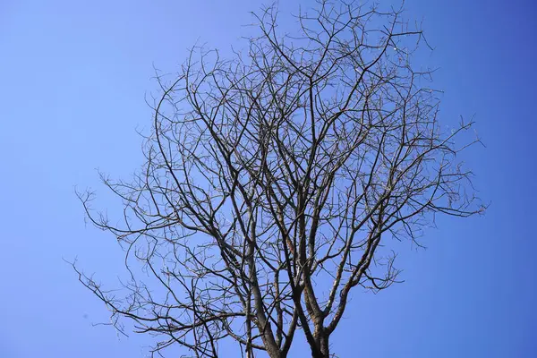青空を背景に木々 — ストック写真