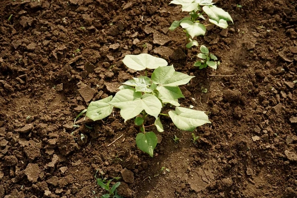 Green Cotton Field India — Stock Photo, Image