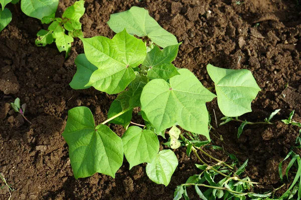 Green cotton field in India