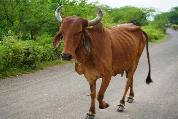 stock image Indian holy cow on the road, India