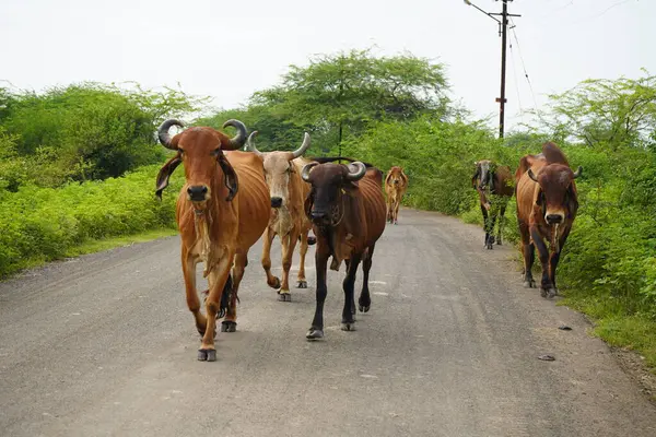Manada Vacas Índia — Fotografia de Stock