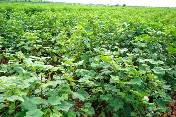 Hindistan 'da yeşil pamuk tarlası