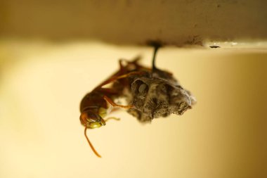 Close-up of wasps sitting on nest.