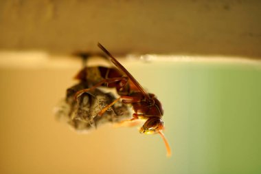 Close-up of wasps sitting on nest.
