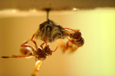 Close-up of wasps sitting on nest.