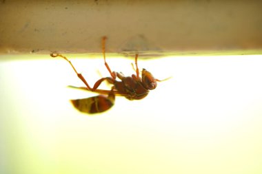 Close-up of wasps sitting on nest.