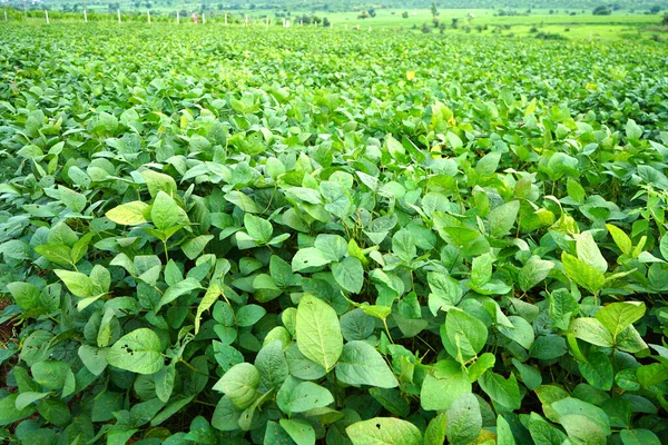 Campo Soja Verde Índia Indústria Agrícola — Fotografia de Stock