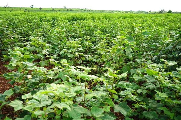 Green cotton field in India