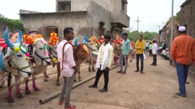 AMRAVATI, MAHARASHTRA, 14 Eylül 2023: Bull Pola ya da Pongal festivali sırasında sokakta boğa ile süslenmiş bir çiftçi olan Bull Pola, Maharashtra 'ya saygı duyan bir boğa festivalidir..