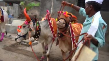 AMRAVATI, MAHARASHTRA, 14 Eylül 2023: Bull Pola ya da Pongal festivali sırasında sokakta boğa ile süslenmiş bir çiftçi olan Bull Pola, Maharashtra 'ya saygı duyan bir boğa festivalidir..
