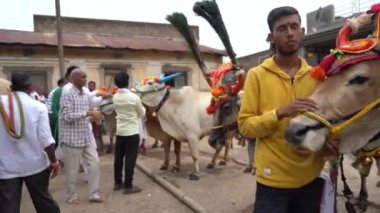 AMRAVATI, MAHARASHTRA, 14 Eylül 2023: Bull Pola ya da Pongal festivali sırasında sokakta boğa ile süslenmiş bir çiftçi olan Bull Pola, Maharashtra 'ya saygı duyan bir boğa festivalidir..