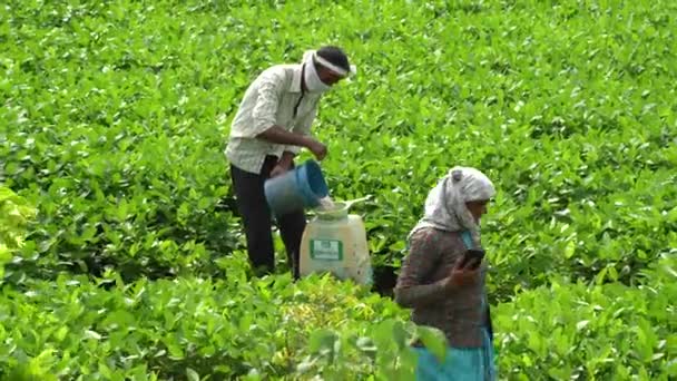 Nagpur Maharashtra India Sierpnia 2023 Rolnicy Opryskujący Pestycydy Polach Soi — Wideo stockowe
