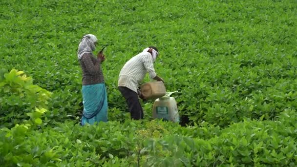 Nagpur Maharashtra Indien Augusti 2023 Jordbruksarbetare Besprutar Bekämpningsmedel Sojabönsfält Indisk — Stockvideo