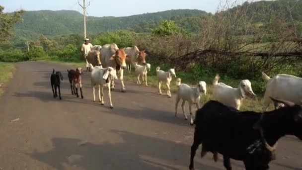 Nagpur Maharashtra India Srpna 2023 Farmář Dobytkem Vesnici Maháráštra — Stock video