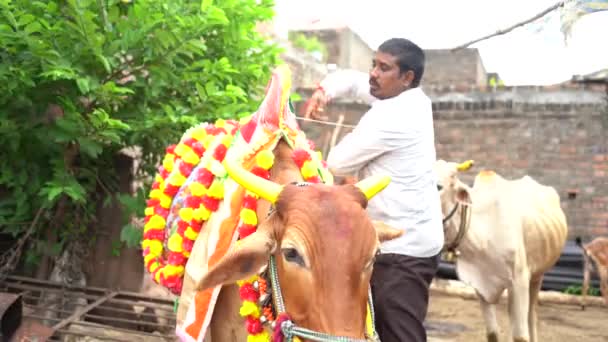 Amravati Maharashtra Września 2023 Rolnik Odznaczonym Bykiem Ulicy Podczas Festiwalu — Wideo stockowe