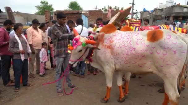 2023年9月14日 马哈拉施特拉邦Amravati 在牛波拉节 Bull Pola 或邦加节期间 农夫与他们的头牛在街上玩耍 牛波拉是一头尊重马哈拉施特拉邦的公牛 — 图库视频影像