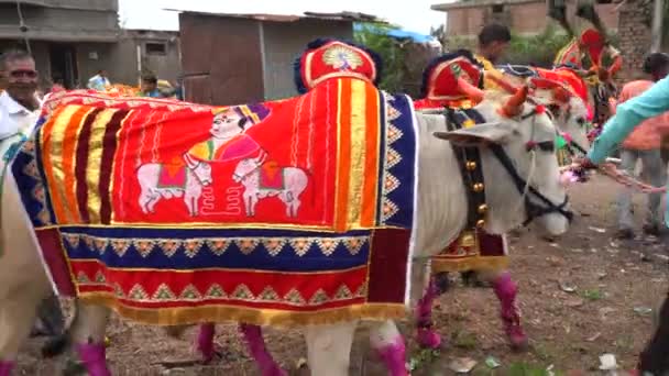Amravati Maharashtra September 2023 Bonde Med Sin Dekorerade Tjur Gatan — Stockvideo