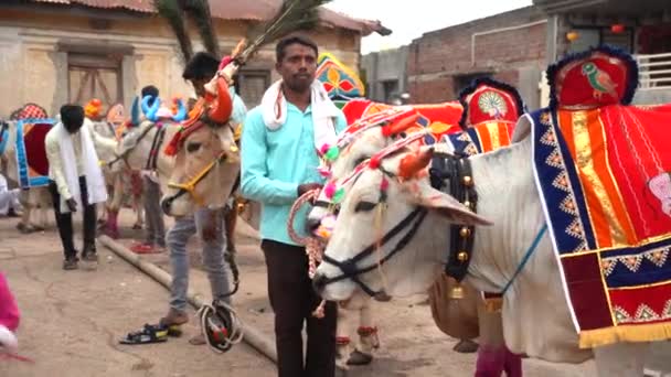 Amravati Maharashtra Eylül 2023 Bull Pola Pongal Festivali Sırasında Sokakta — Stok video