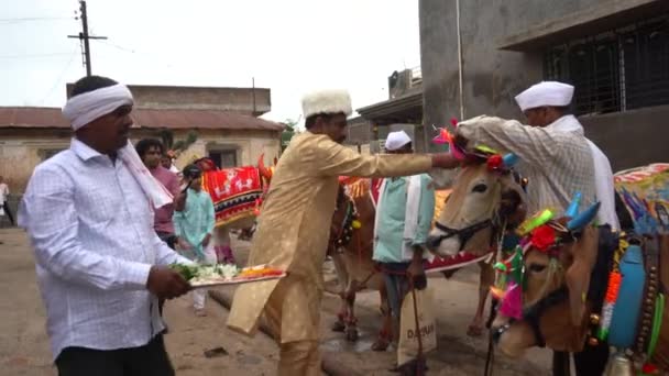 Amravati Maharashtra Eylül 2023 Bull Pola Pongal Festivali Sırasında Sokakta — Stok video